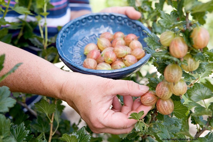 March Planting Guide: UK Vegetable & Flower Seeds
