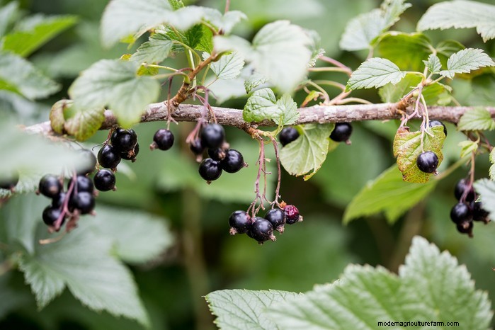 March Planting Guide: UK Vegetable & Flower Seeds