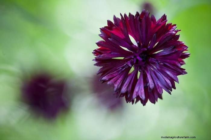March Planting Guide: UK Vegetable & Flower Seeds
