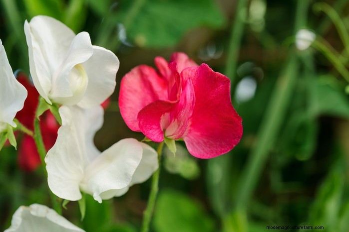 March Planting Guide: UK Vegetable & Flower Seeds