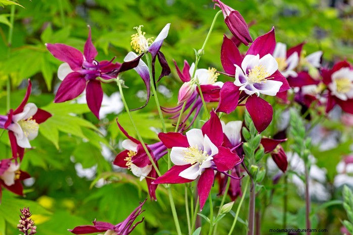 March Planting Guide: UK Vegetable & Flower Seeds