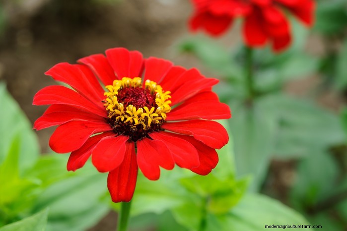 March Planting Guide: UK Vegetable & Flower Seeds