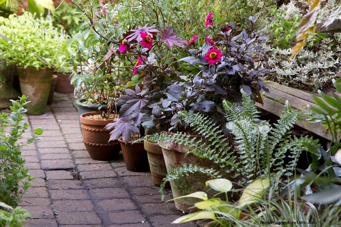 March Planting Guide: UK Vegetable & Flower Seeds