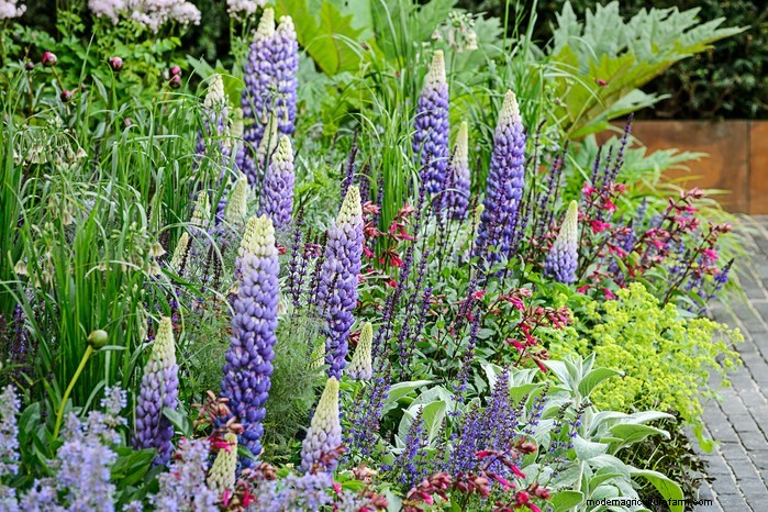 March Planting Guide: UK Vegetable & Flower Seeds