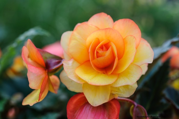 March Planting Guide: UK Vegetable & Flower Seeds