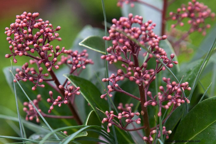 March Planting Guide: UK Vegetable & Flower Seeds