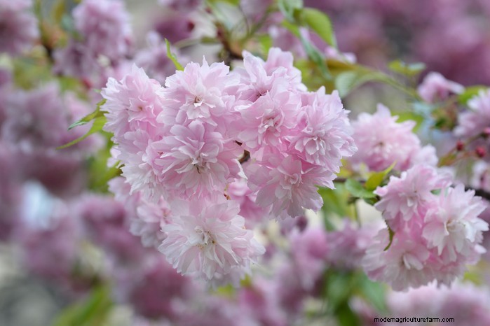 March Planting Guide: UK Vegetable & Flower Seeds