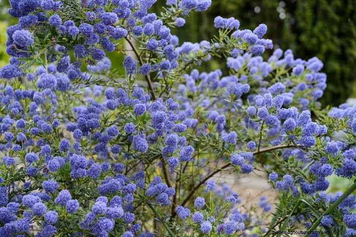 March Planting Guide: UK Vegetable & Flower Seeds