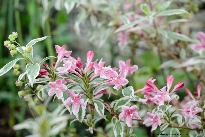 March Planting Guide: UK Vegetable & Flower Seeds