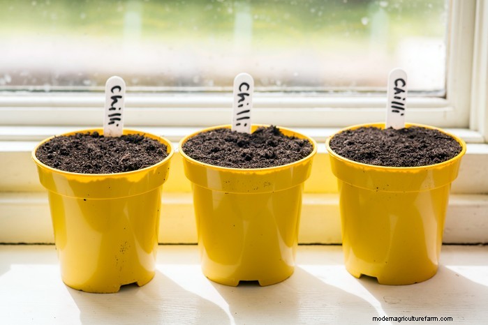 February Planting Guide: Extend Your Growing Season