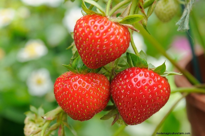 February Planting Guide: Extend Your Growing Season