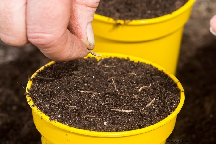February Planting Guide: Extend Your Growing Season