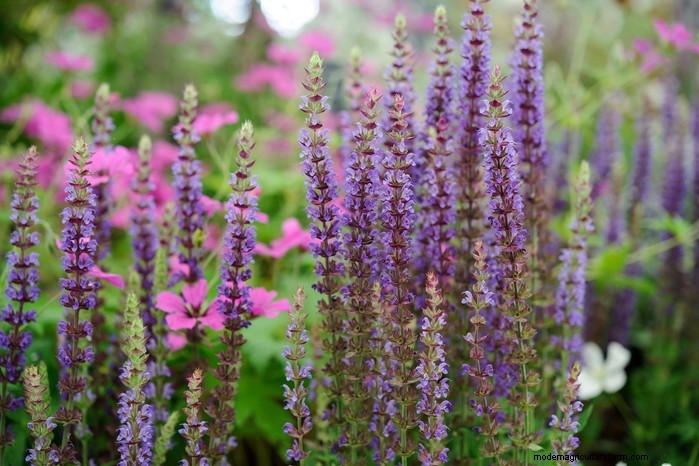 February Planting Guide: Extend Your Growing Season