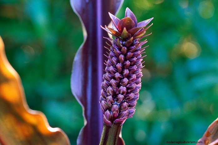February Planting Guide: Extend Your Growing Season