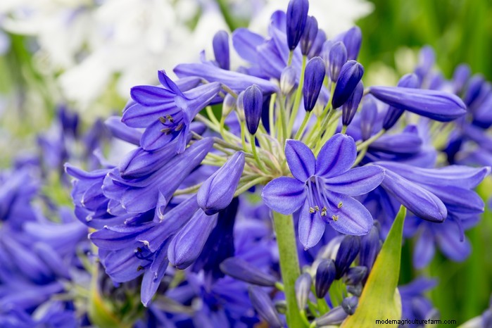 February Planting Guide: Extend Your Growing Season