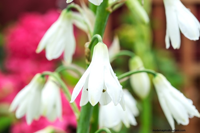 February Planting Guide: Extend Your Growing Season
