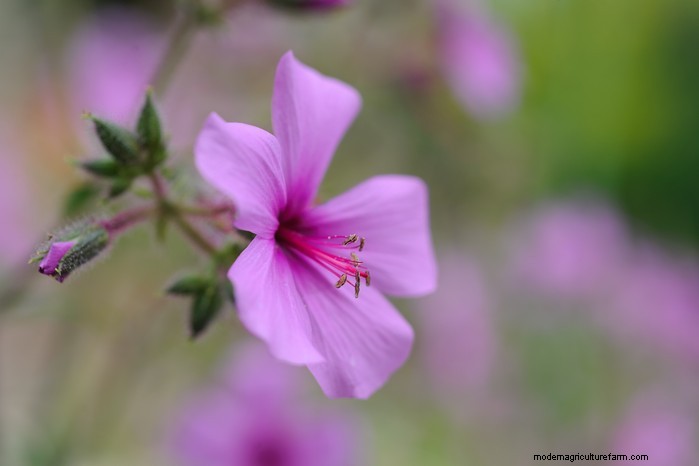February Planting Guide: Extend Your Growing Season