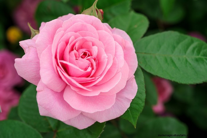 February Planting Guide: Extend Your Growing Season