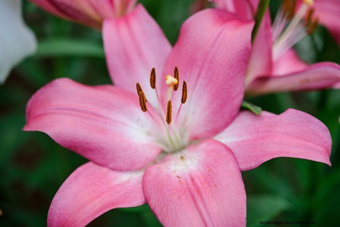 February Planting Guide: Extend Your Growing Season