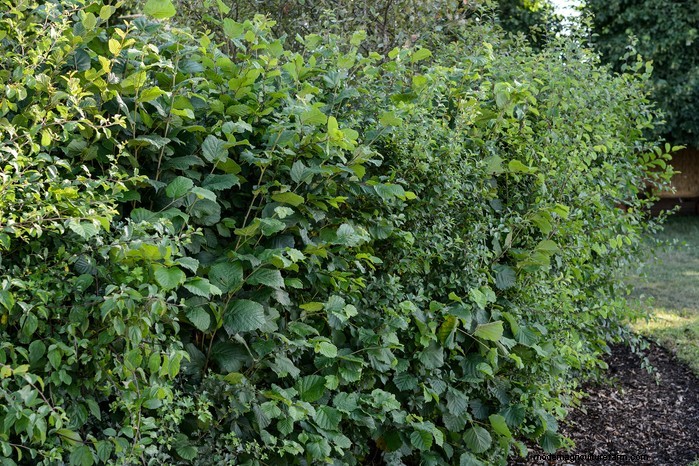 February Planting Guide: Extend Your Growing Season