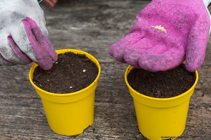 January Planting Guide: Start Seeds Indoors for a Bountiful Harvest