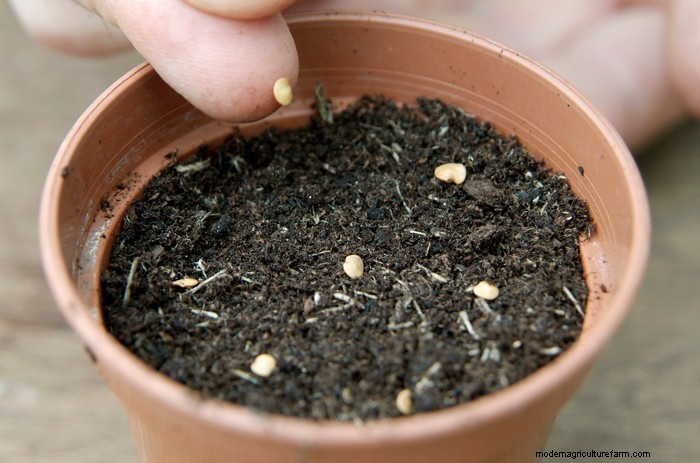 January Planting Guide: Start Seeds Indoors for a Bountiful Harvest