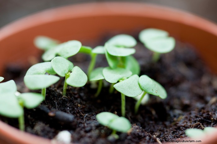 January Planting Guide: Start Seeds Indoors for a Bountiful Harvest