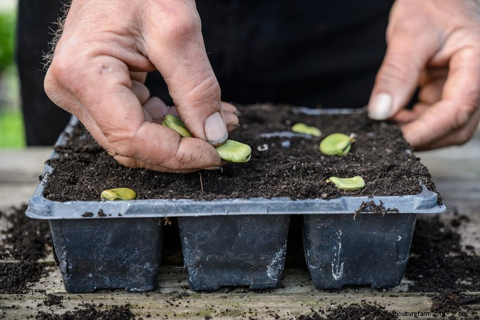 January Planting Guide: Start Seeds Indoors for a Bountiful Harvest
