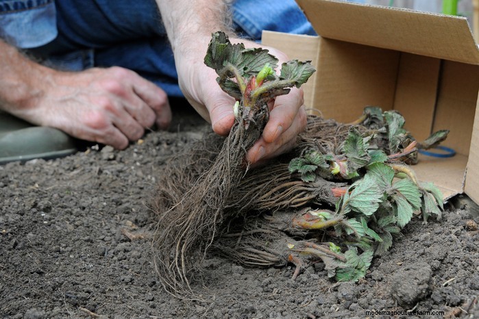 January Planting Guide: Start Seeds Indoors for a Bountiful Harvest