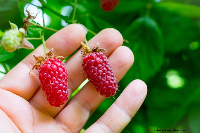 January Planting Guide: Start Seeds Indoors for a Bountiful Harvest