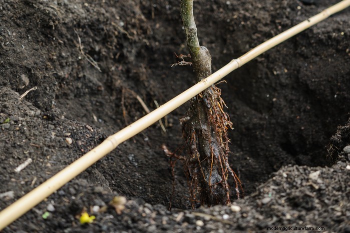 January Planting Guide: Start Seeds Indoors for a Bountiful Harvest