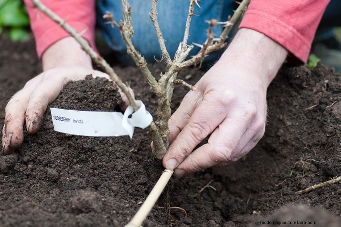 January Planting Guide: Start Seeds Indoors for a Bountiful Harvest