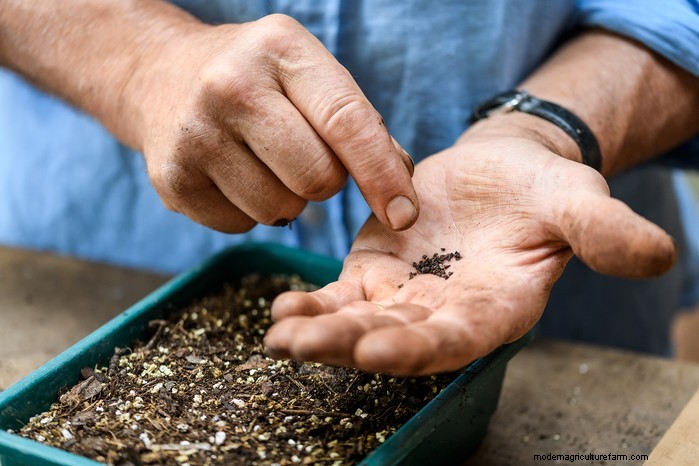 January Planting Guide: Start Seeds Indoors for a Bountiful Harvest