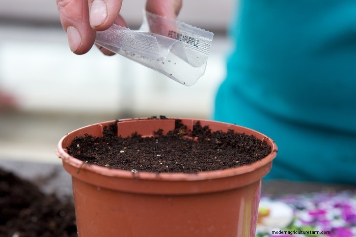 January Planting Guide: Start Seeds Indoors for a Bountiful Harvest