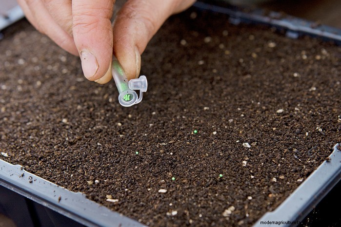 January Planting Guide: Start Seeds Indoors for a Bountiful Harvest