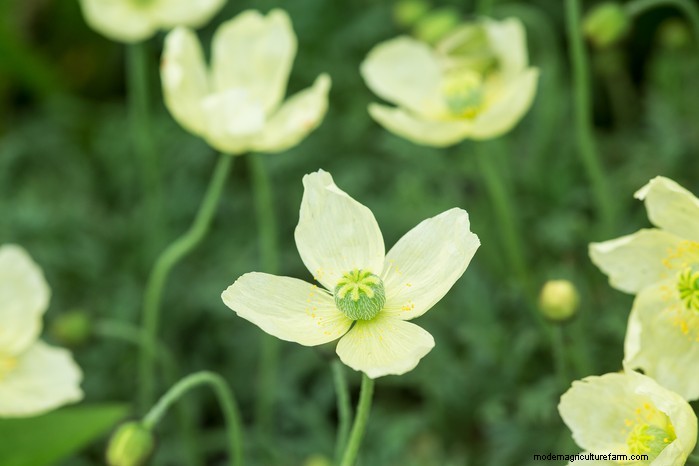 January Planting Guide: Start Seeds Indoors for a Bountiful Harvest