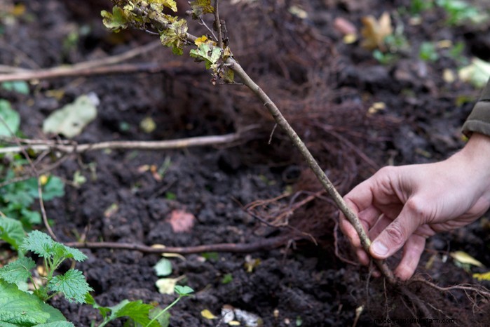 January Planting Guide: Start Seeds Indoors for a Bountiful Harvest