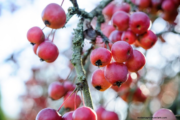 January Planting Guide: Start Seeds Indoors for a Bountiful Harvest