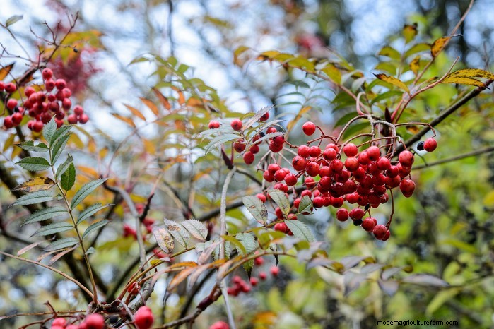 January Planting Guide: Start Seeds Indoors for a Bountiful Harvest