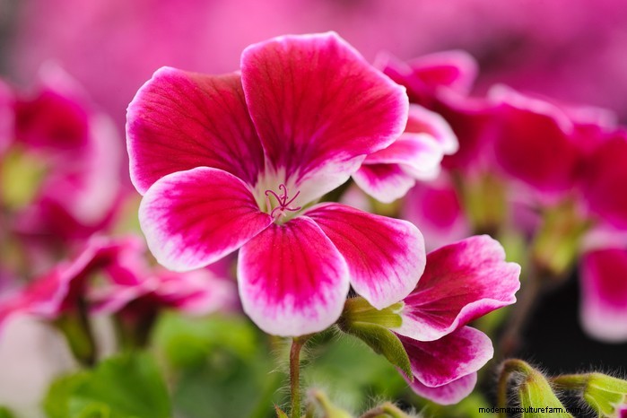 Bedding Plants: Care, Planting & Display Tips