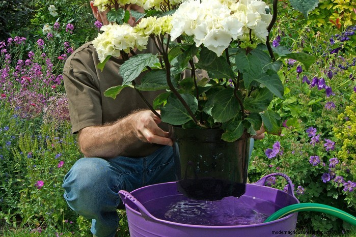 Bedding Plants: Care, Planting & Display Tips