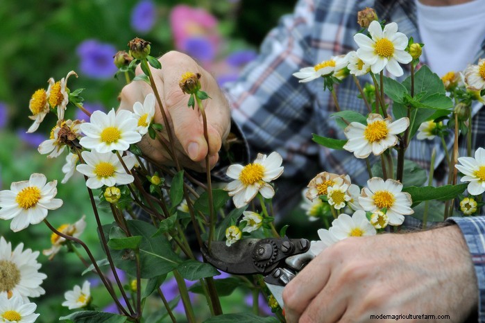 Bedding Plants: Care, Planting & Display Tips