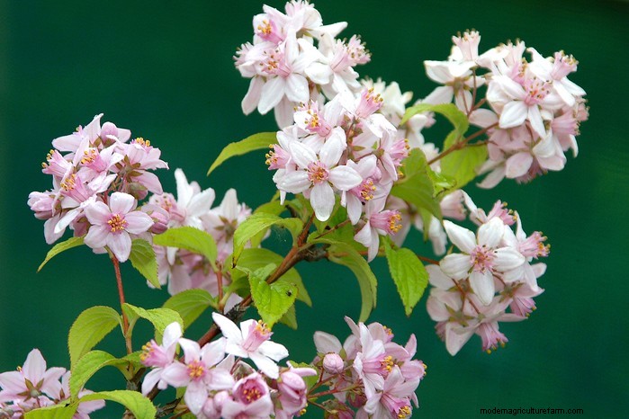 Summer Pruning: Benefits & Techniques for Healthy Plants