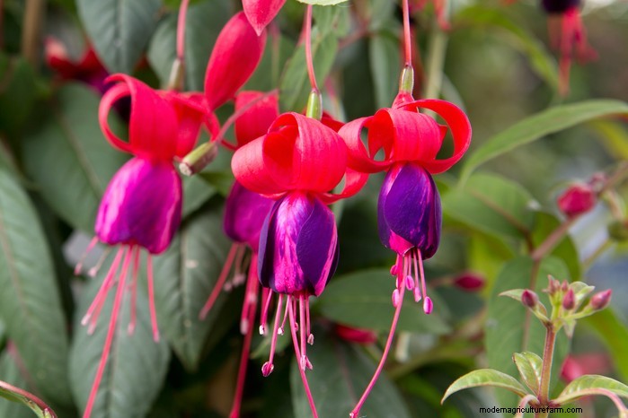 Summer Pruning: Benefits & Techniques for Healthy Plants