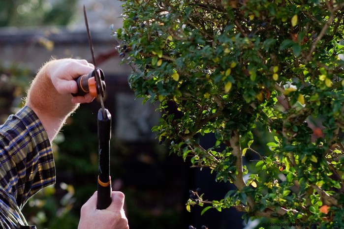 Summer Pruning: Benefits & Techniques for Healthy Plants