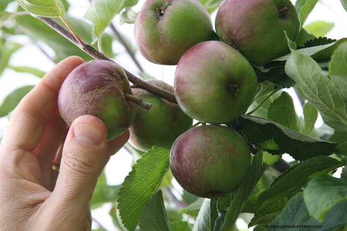 Summer Pruning: Benefits & Techniques for Healthy Plants