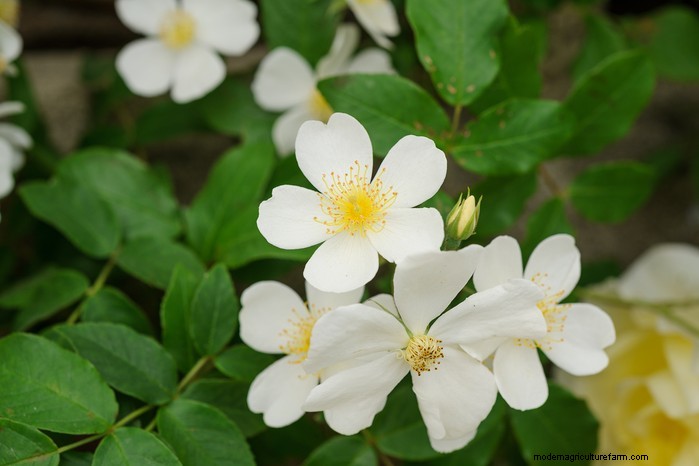 Summer Pruning: Benefits & Techniques for Healthy Plants