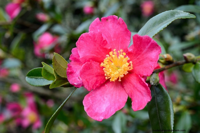 Summer Pruning: Benefits & Techniques for Healthy Plants