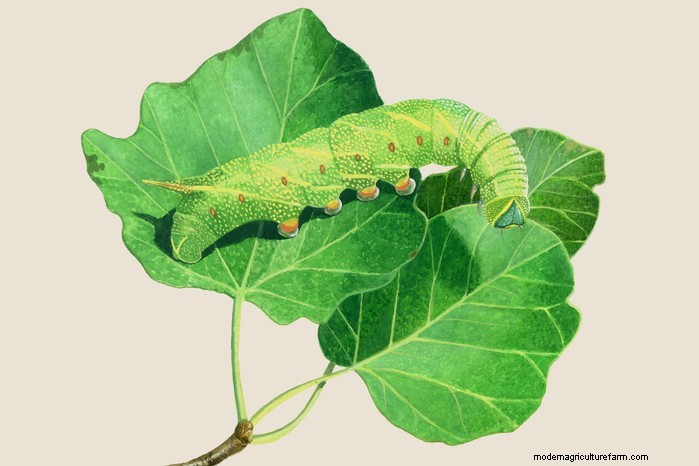 Caterpillar Identification Guide: A Beginner s Guide to Butterflies & Moths