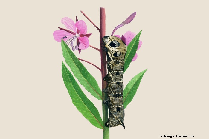 Caterpillar Identification Guide: A Beginner s Guide to Butterflies & Moths